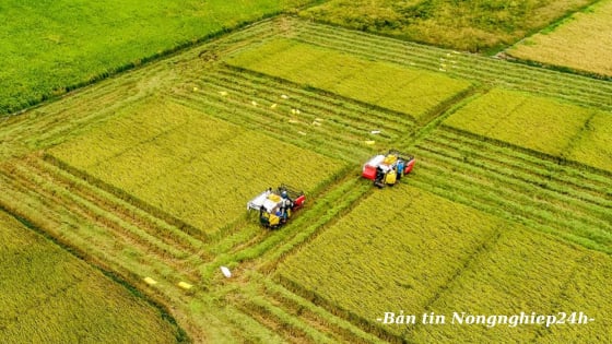 Khẳng định vị thế mới qua lô gạo Việt xanh xuất khẩu đầu tiên
