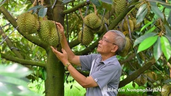 Cần thiết lập hệ thống giám sát chất lượng sầu riêng từ gốc