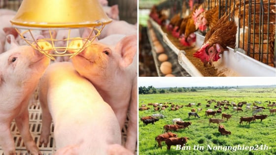 Hiệu quả từ ba kế hoạch lớn trong phòng chống dịch bệnh động vật