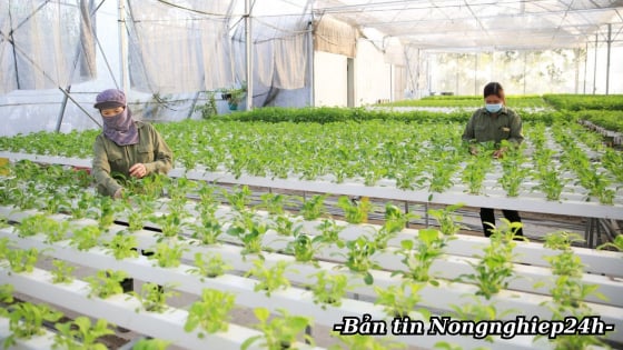Tăng cường hướng dẫn nông dân áp dụng tiêu chuẩn nông nghiệp bền vững