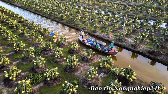 Sản xuất giảm phát thải, lan tỏa trách nhiệm của ngành trồng trọt với môi trường