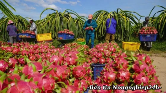 Kết quả 6 tháng cho thấy sức cạnh tranh ngày càng tăng của nông sản Việt