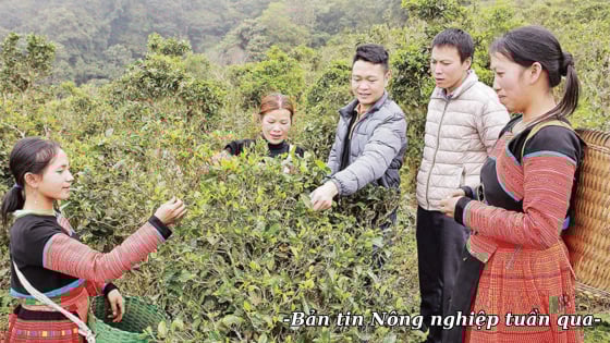 Phát triển hệ thống khuyến nông ở mọi địa phương phù hợp bối cảnh mới
