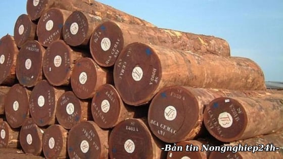 Công bố hơn 900 loài gỗ đã nhập khẩu vào Việt Nam với nhiều loài mới