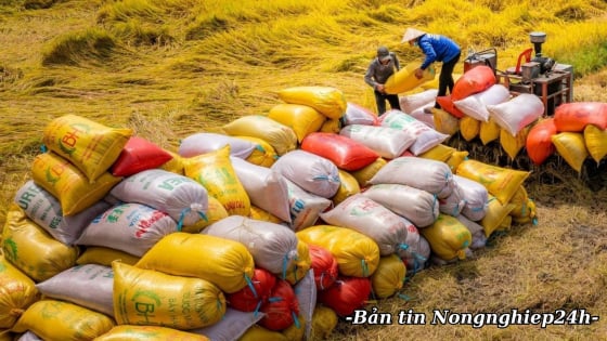 Kim ngạch xuất khẩu gạo khó đạt mục tiêu cả năm