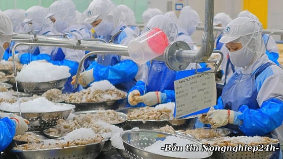 Xuất khẩu thủy sản tăng chậm, tôm nguy cơ đối mặt ‘thuế chồng thuế’