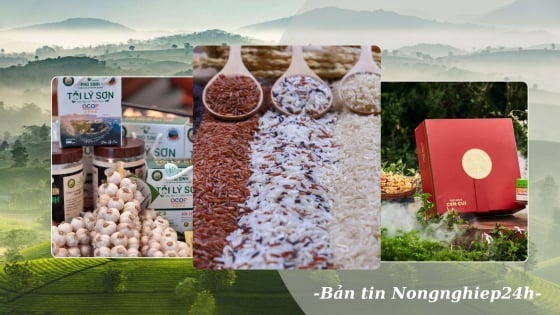 Kết nối OCOP Việt Nam với sáng kiến toàn cầu của FAO