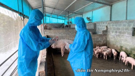 Không để dịch tả lợn Châu Phi diễn biến xấu hơn