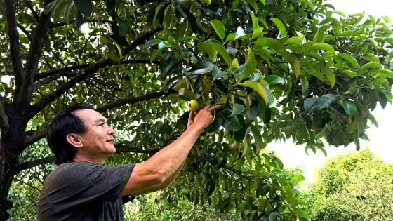 Đồng Nai trước không gian phát triển mới: [Bài 2] Hướng đến một nền nông nghiệp bền vững