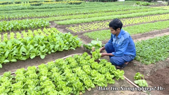Kiểm soát dịch bệnh trên cây trồng, đảm bảo sản xuất những tháng cuối năm