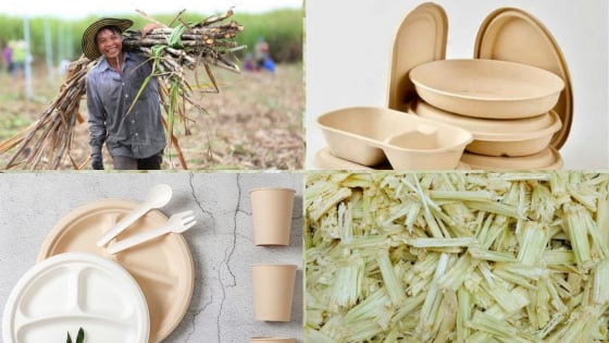 Bao bì từ bã mía, giải pháp mới cho nông nghiệp tuần hoàn
