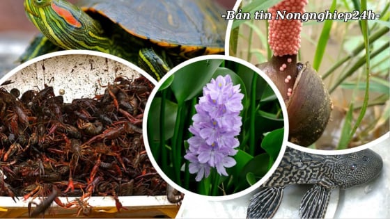 Quản lý loài ngoại lai - mối đe dọa đa dạng sinh học