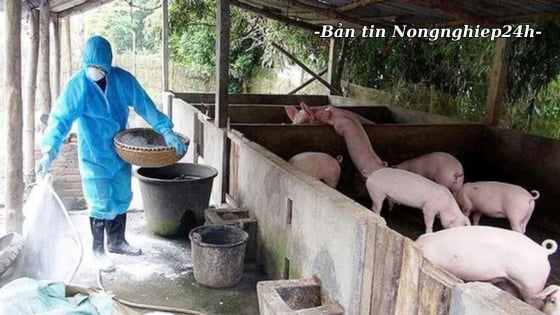 Thực hiện song song giải pháp vaccine, an toàn sinh học bảo vệ đàn vật nuôi