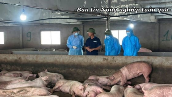 Thực hiện nghiêm nguyên tắc ‘5 không’ trong phòng, chống dịch tả lợn châu Phi