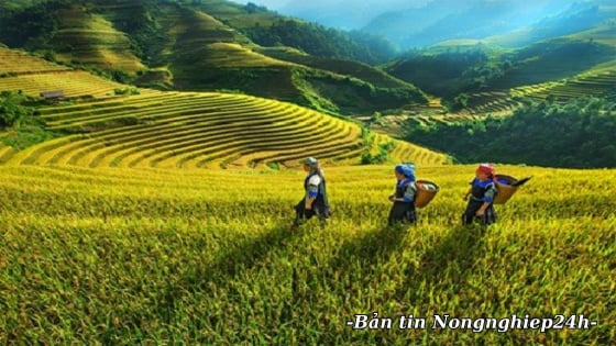 Phát triển vùng dân tộc thiểu số và miền núi với trách nhiệm, tình cảm