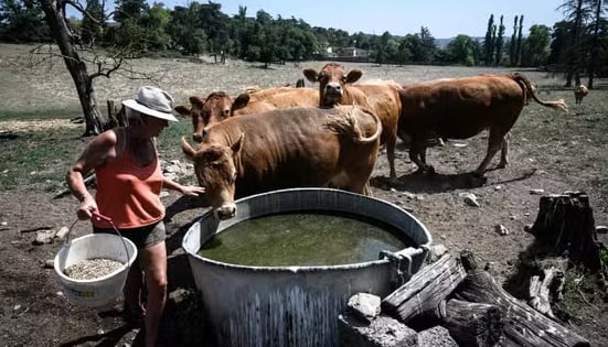 Farmers in southwest France express growing concern over the ongoing heatwave