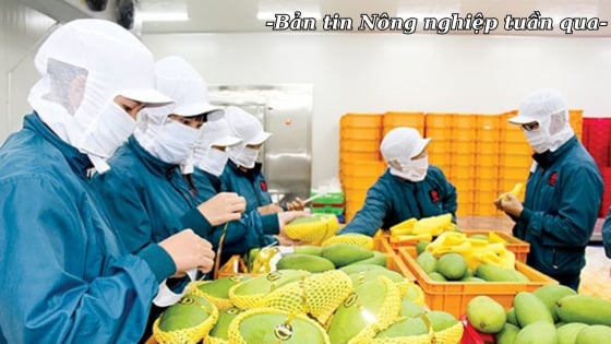 Xuất khẩu rau quả trên đà phục hồi