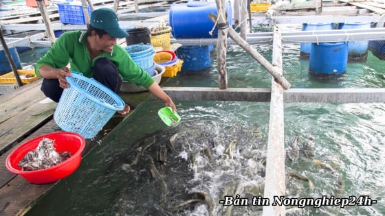 Chuẩn bị đủ nguyên liệu để thủy sản đáp ứng nhu cầu cuối năm