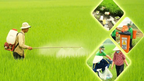 Bản tin môi trường ngày 25/8/2025: Giữ cho đồng sạch - lúa xanh
