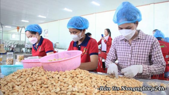 Xuất khẩu hạt điều tăng trưởng tích cực
