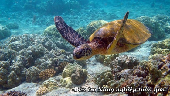 Xây dựng chiến lược đáp ứng Đạo luật Bảo tồn thú biển