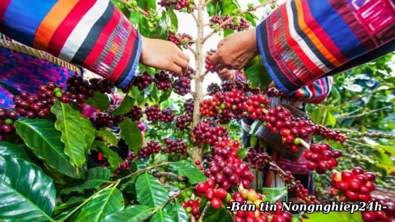 Thúc đẩy xuất khẩu cà phê đặc sản, phân khúc cao cấp