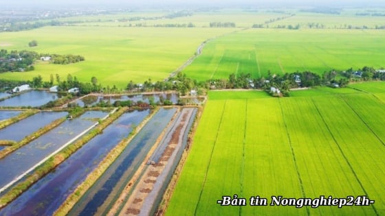 Các tỉnh phía Nam triển khai kế hoạch sản xuất vụ đông xuân 2025 - 2026