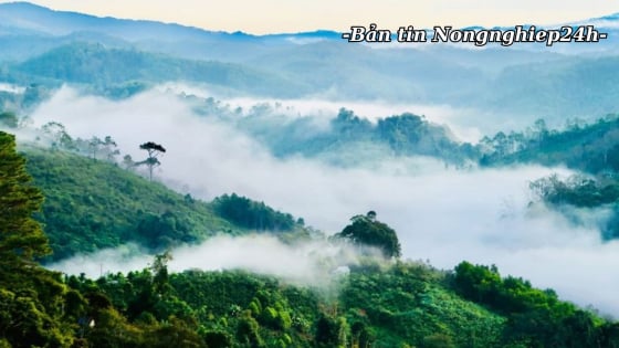Giảm phát thải rừng gắn với thực hiện cam kết khí hậu quốc tế