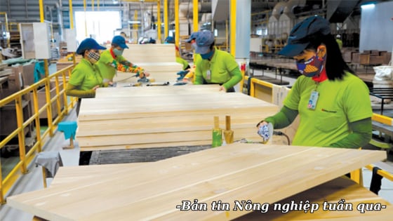Xuất khẩu gỗ tiếp tục giữ vững vị thế top 5 thế giới