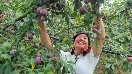 Rộn ràng ngày hội mận xã Phiêng Khoài