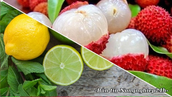 Tăng kết nối thị trường trái cây Việt Nam - Australia