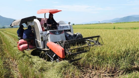 Ha Tinh strengthens agribusiness–farmer links to boost organic rice for export