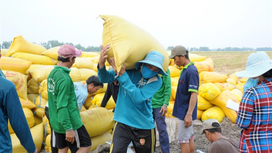 Giá lúa gạo hôm nay 19/6/2025: Đồng loạt tăng