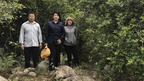 Quảng Ninh thúc đẩy sản xuất sở hữu cơ tại Lục Hồn