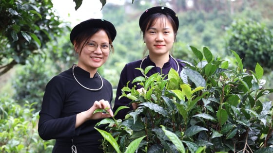 Tinh túy bản làng: [Bài 1] Rượu trên núi, trà trong mây Bằng Phúc