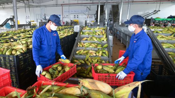 Quý II: Lao động có việc làm tăng hơn nửa triệu người so với năm 2024