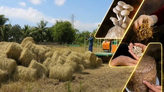Bản tin môi trường ngày 21/7/2025: Kinh tế tuần hoàn từ phụ phẩm nông nghiệp