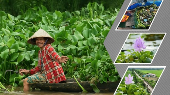 Bản tin môi trường ngày 28/7/2025: Hệ lụy từ nước thải 'nuôi’ lục bình