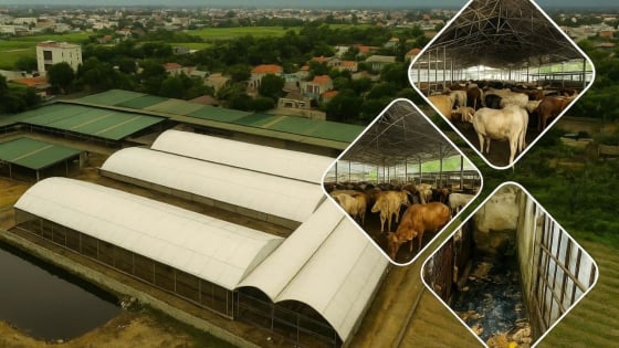 Bản tin môi trường ngày 26/8/2025: Trại bò trăm con khiến môi trường ‘héo hon’
