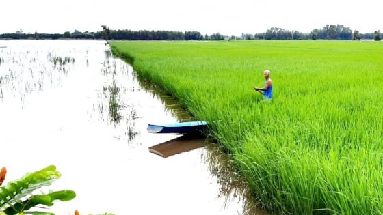 Trồng lúa mùa nổi 'thuận thiên' để xuất ngoại