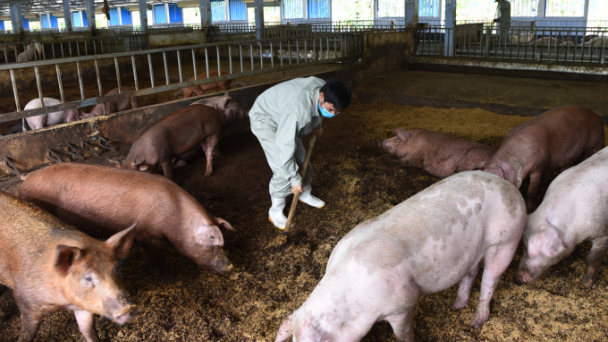 Chế phẩm vi sinh giải bài toán chăn nuôi nông hộ