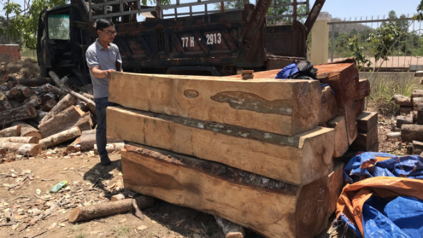 Lợi dụng dịch Covid-19, lâm tặc đốn hạ 119 cây gỗ