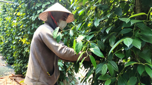 Sản xuất hữu cơ: Năng suất thấp, giá trị cao