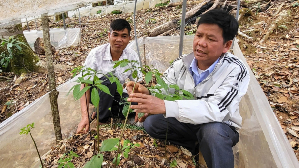 Kon Tum cấp chỉ dẫn địa lý cho 5.800 cây sâm Ngọc Linh