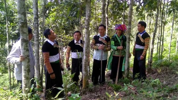 Bản tin Lâm nghiệp ngày 22/11/2023: Rừng không chỉ là kinh tế