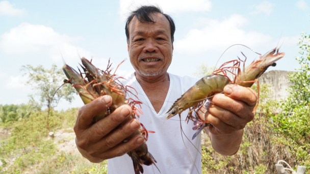 Xuyên rừng ngập mặn, nghe bà con kể chuyện làm sinh kế dưới tán rừng