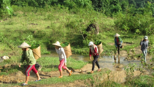 Bản tin Lâm nghiệp ngày 9/4/2024: Đẩy mạnh phục hồi rừng bằng cây bản địa