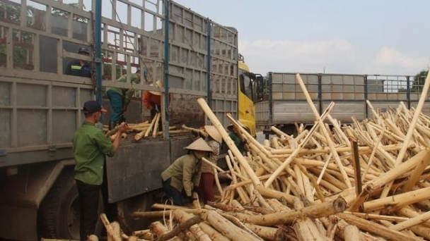 Bản tin Lâm nghiệp ngày 16/5/2024: Cạnh tranh không lành mạnh trong thu mua gỗ keo