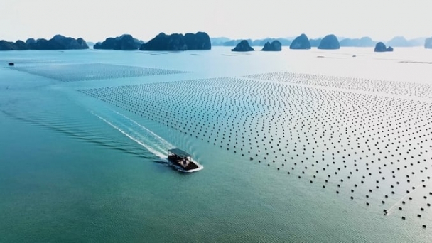 Bản tin Thủy sản ngày 7/6/2024: Na Uy là động lực cho nuôi biển Việt Nam