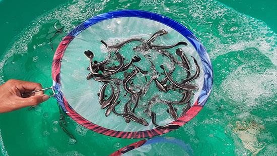 Bản tin Thủy sản ngày 9/8/2024: Chủ động phòng bệnh cho thủy sản